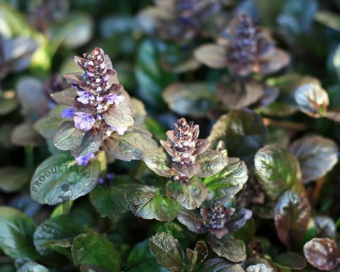 Ajuga reptans 'Atropurpurea'