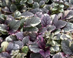 Ajuga reptans 'Burgundy Glow'