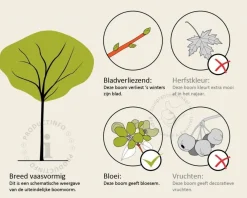 Albizia julibrissin 'Boubri' - hoogstam