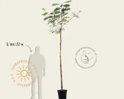 Albizia julibrissin 'Boubri' - hoogstam
