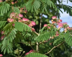 Albizia julibrissin 'Boubri' - hoogstam