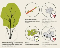 Albizia julibrissin 'Boubri' - meerstammig