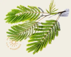 Albizia julibrissin 'Boubri' - meerstammig