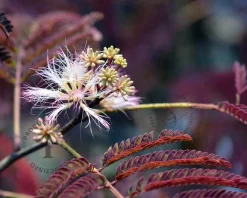 Albizia julibrissin 'Summer Chocolate' - hoogstam