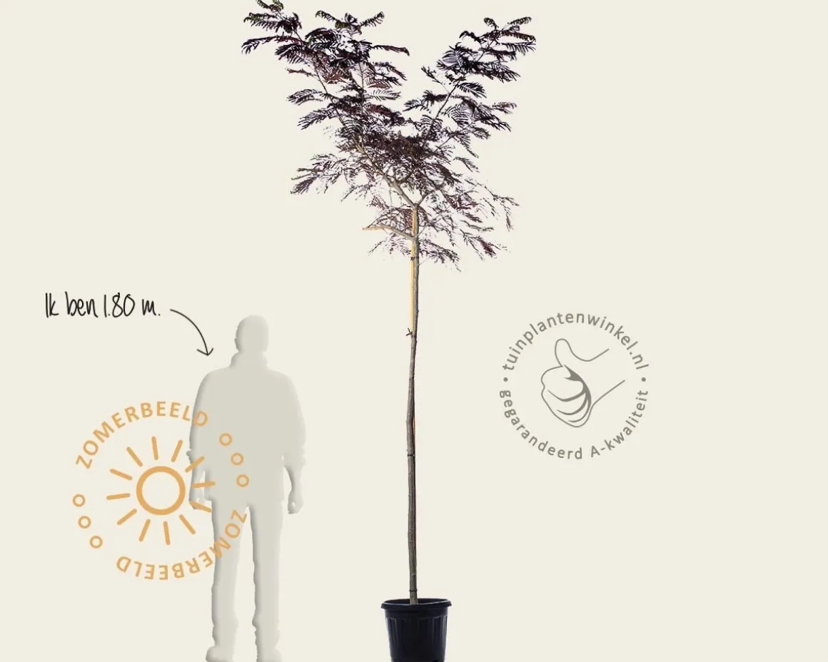 Albizia julibrissin 'Summer Chocolate' - hoogstam