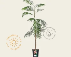 Albizia julibrissin 'Tropical Dream'