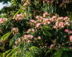 Albizia julibrissin 'Tropical Dream' - hoogstam