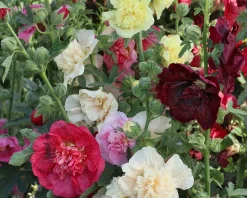 Alcea rosea