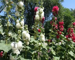 Alcea rosea