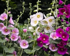 Alcea rosea