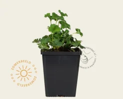 Alchemilla erythropoda