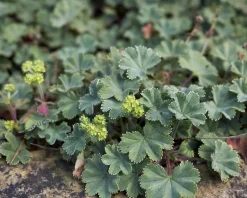 Alchemilla erythropoda