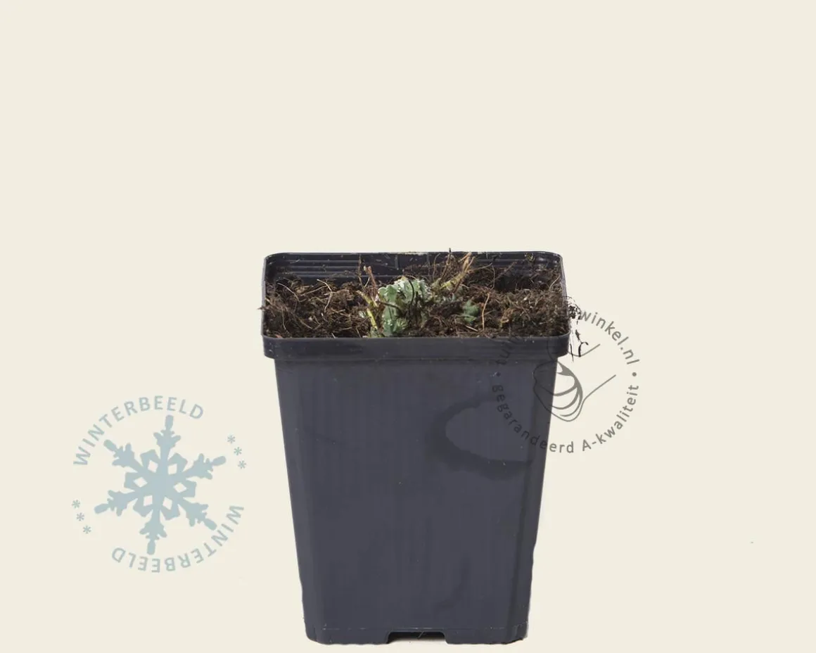 Alchemilla mollis