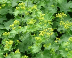 Alchemilla mollis