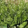 Alisma lanceolatum