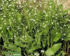 Alisma lanceolatum