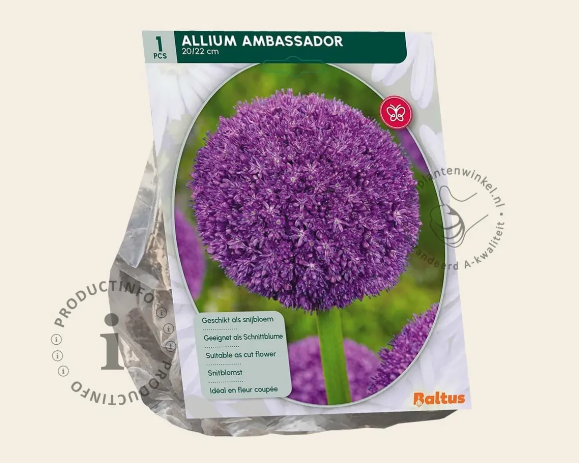 Allium 'Ambassador'