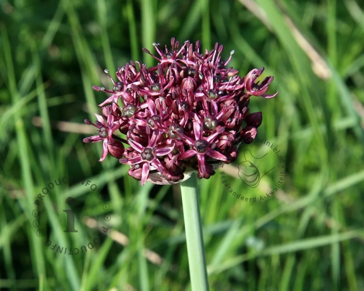 Allium atropurpureum