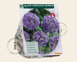 Allium caeruleum (azureum)