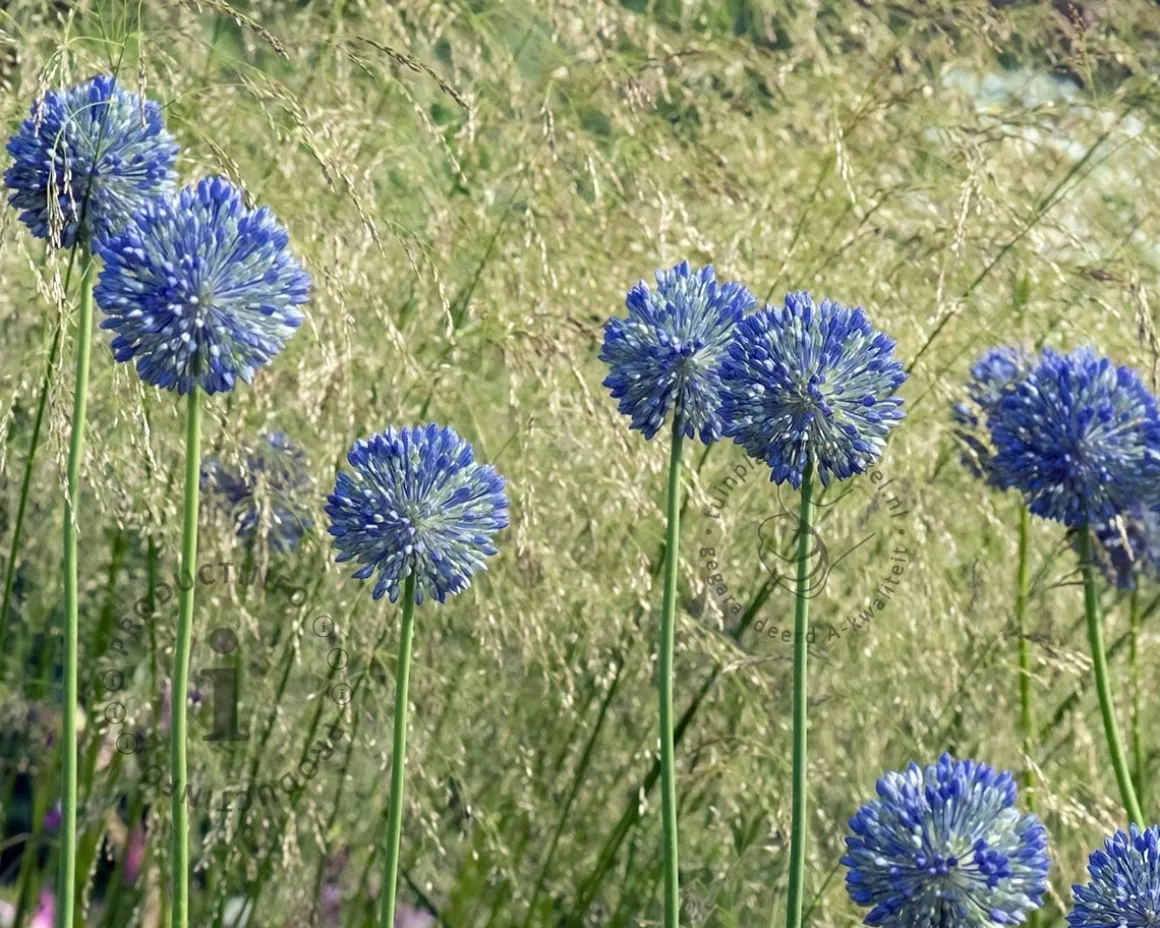 Allium caeruleum (azureum)