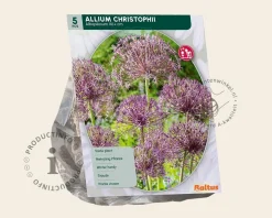 Allium christophii
