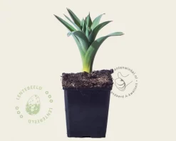 Allium giganteum
