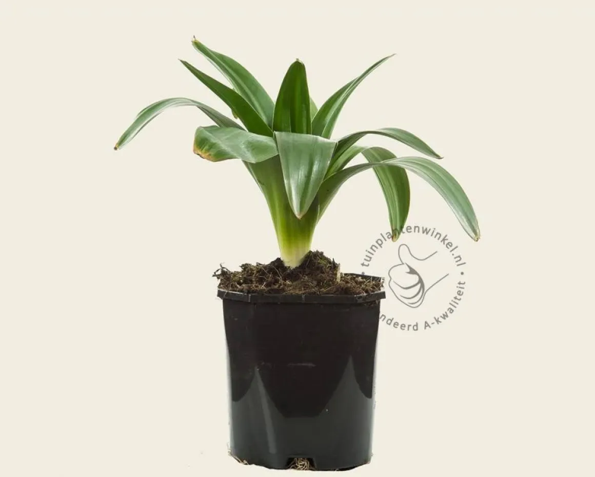 Allium giganteum