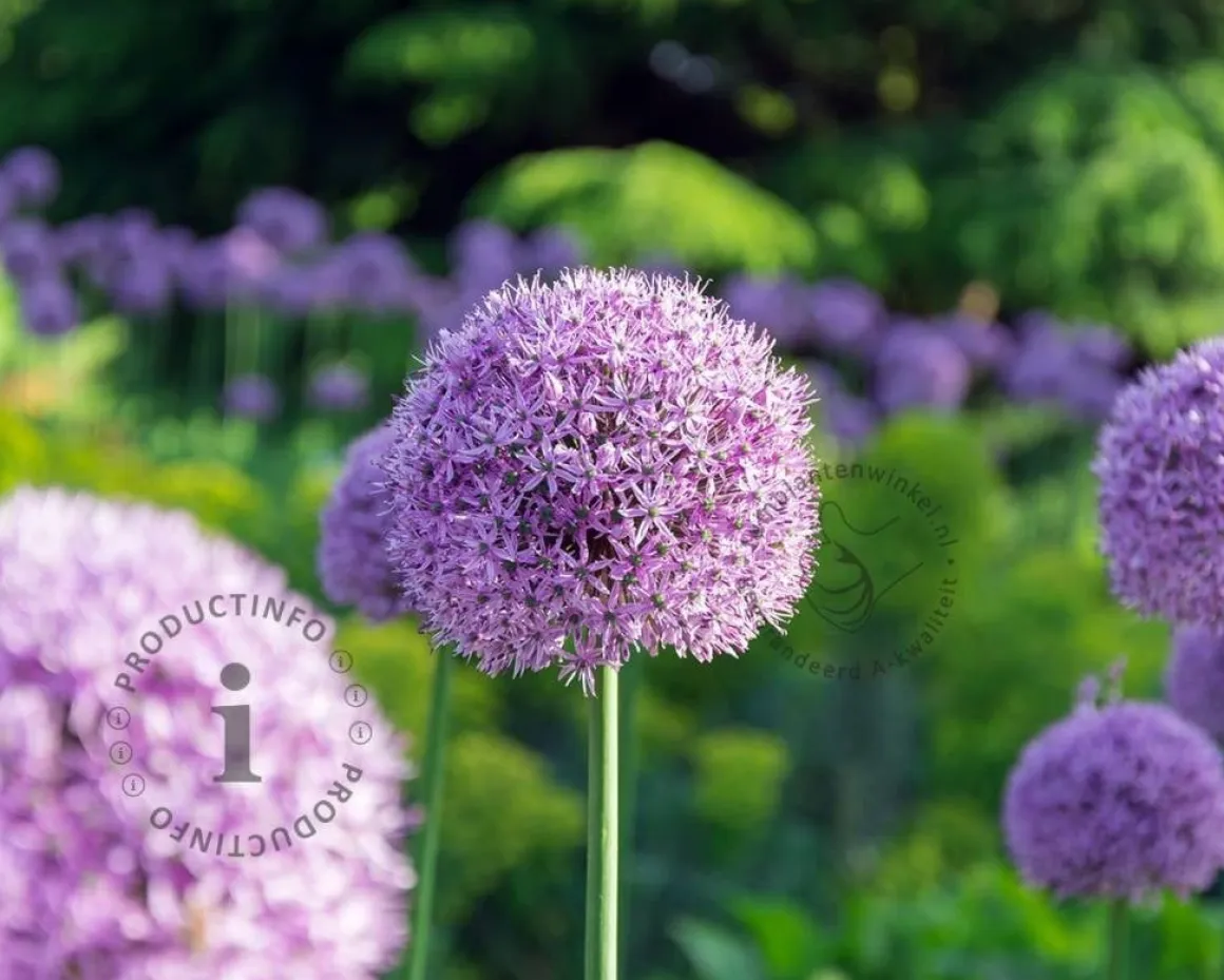 Allium giganteum