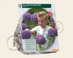 Allium 'Gladiator'