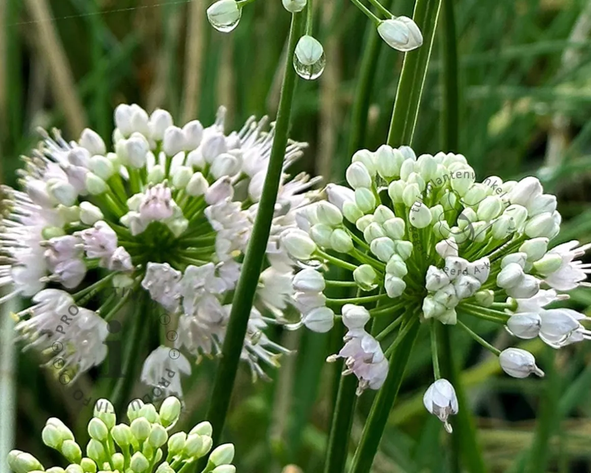 Allium 'Graceful Beauty'