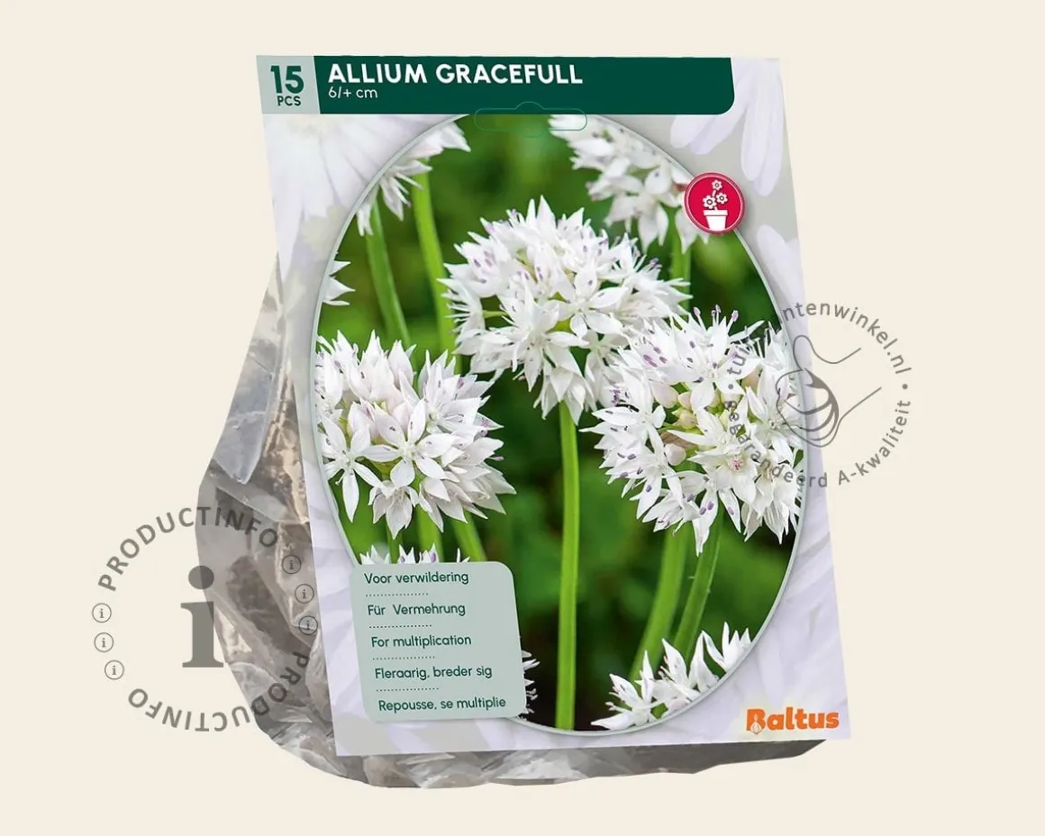 Allium 'Graceful Beauty'