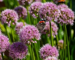 Allium 'Little sapphire'