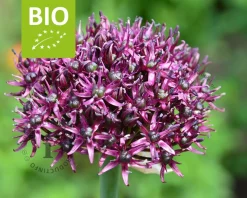 Allium 'Magic' - BIO