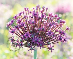 Allium 'Miami'