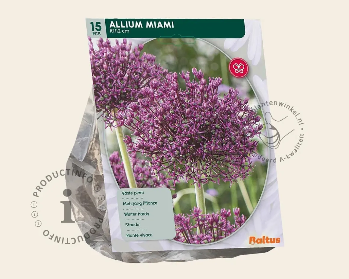 Allium 'Miami'
