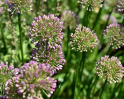Allium 'Millenium'