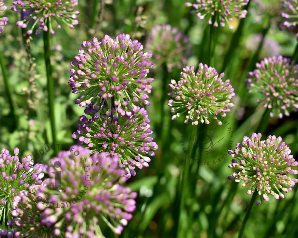 Allium 'Millenium'