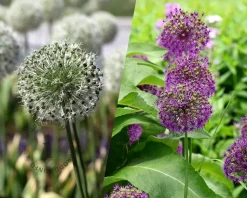Allium Mix Paars-Wit