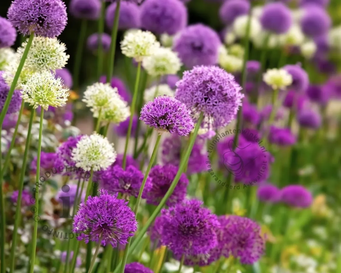 Allium Mix Paars-Wit