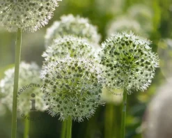Allium 'Mount Everest'