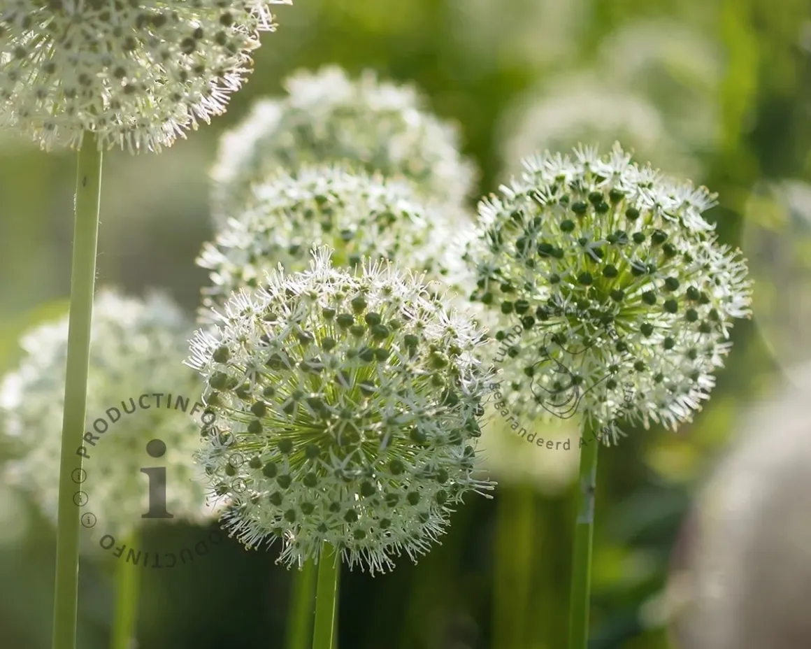 Allium 'Mount Everest'