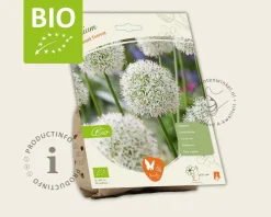Allium 'Mount Everest' - BIO