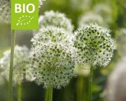 Allium 'Mount Everest' - BIO
