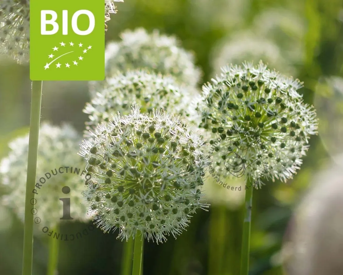 Allium 'Mount Everest' - BIO