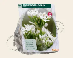Allium neapolitanum