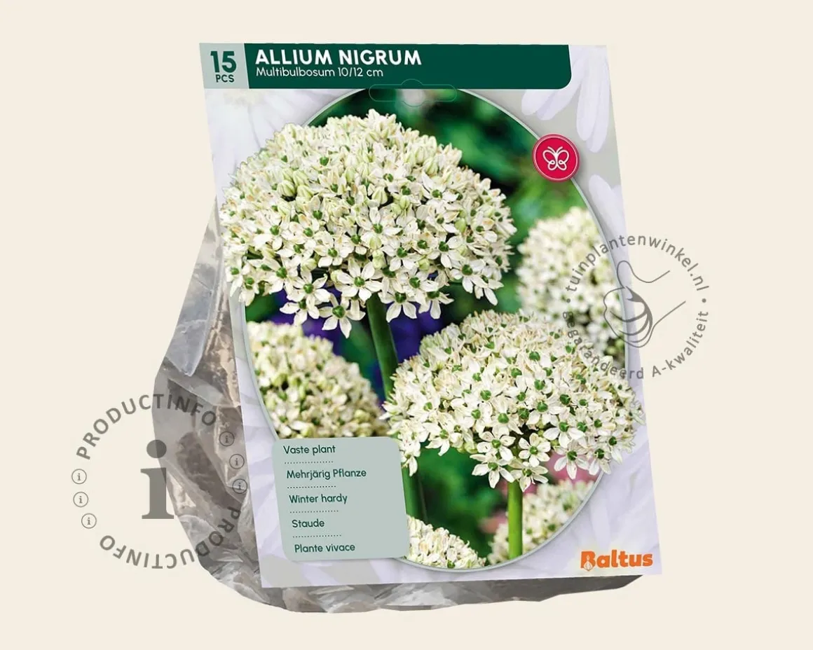 Allium nigrum