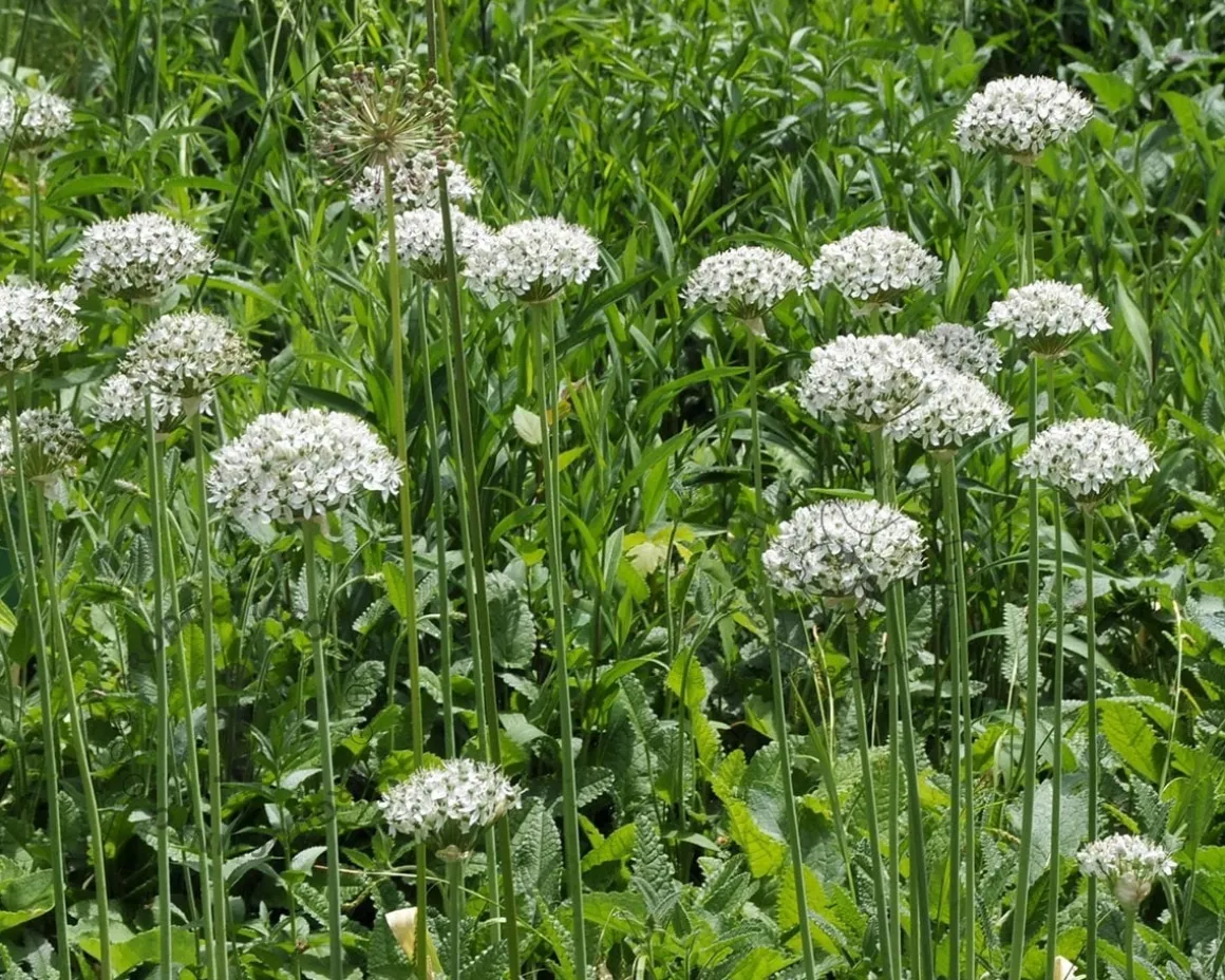 Allium nigrum