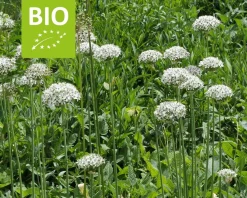 Allium nigrum - BIO