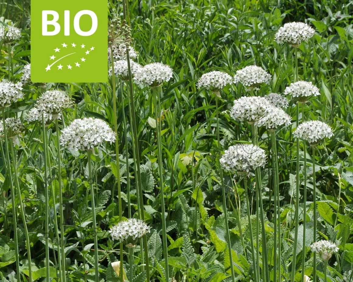 Allium nigrum - BIO