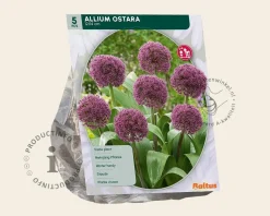 Allium 'Ostara'